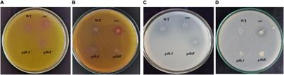 Crc Regulates Succinate-Mediated Repression of Mineral Phosphate Solubilization in Acinetobacter sp. SK2 by Modulating Membrane Glucose Dehydrogenase